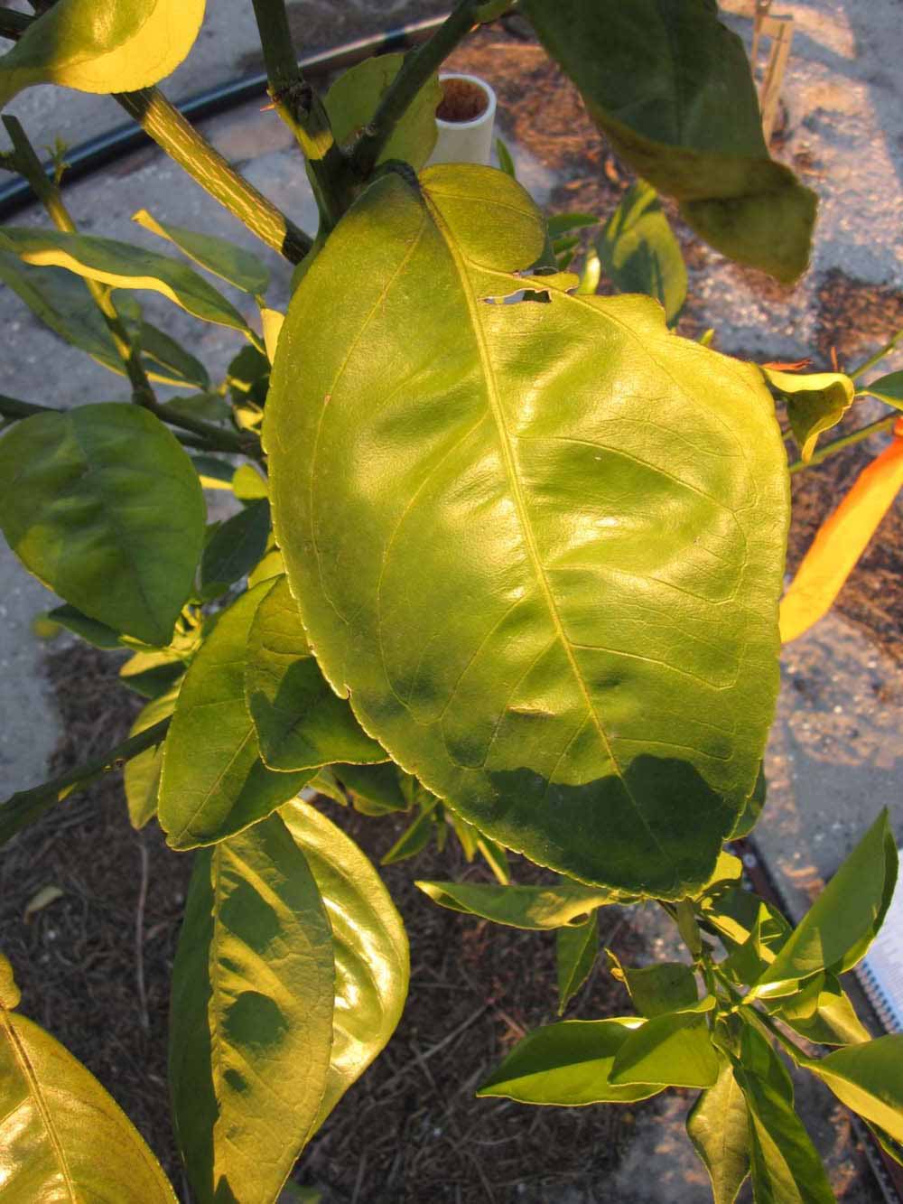            Sun leaves (Winter Haven, FL)   